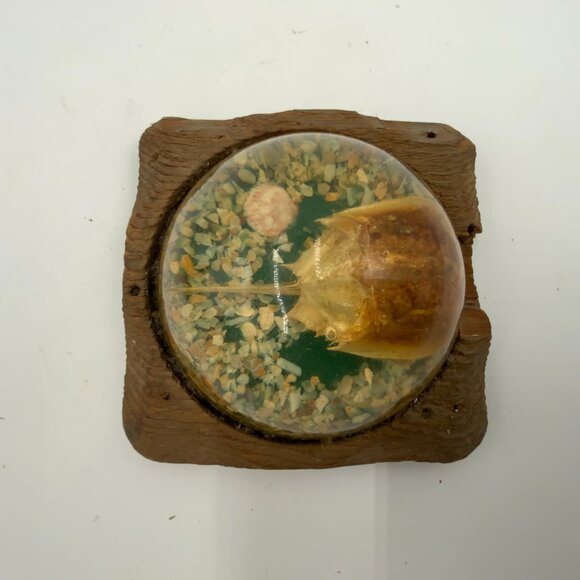 Vintage Domed Paperweight Horseshoe Crab & Shells Cedar Wooden Base - Picture 6 of 7